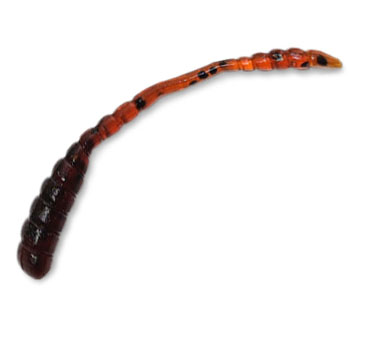   Kosadaka Sly Worm, 50mm, . MO (20.)